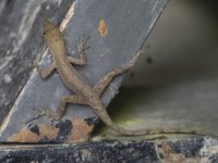 slender anole Anolis limifrons 