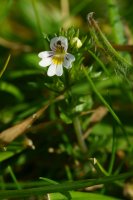 Eyebright (Euphrasia sp.)