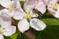 honey bee Apis mellifera