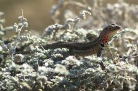 Lava lizard