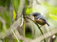 dot-winged antwren Microrhopias quixensis 