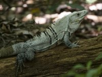 black spiny-tailed iguana Ctenosaura similis 