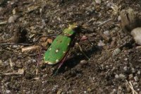 Green tiger beetle Cicindela campestris