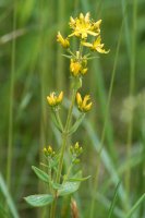 Hairy St John's-wort Hypericum hirsutum