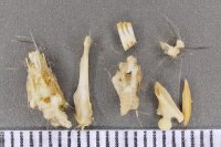 sample L1