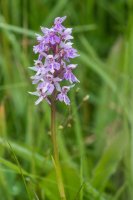 Common Spotted Orchid Dactylorhiza fuchsii