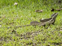 common basilisk Basiliscus basiliscus 