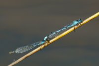 Common Blue Damselfly pair 