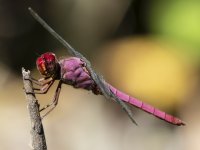 Tropical King Skimmer Orthemis sp. 