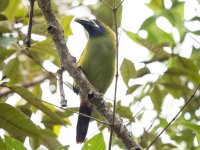 northern emerald toucanet Aulacorhynchus prasinus 