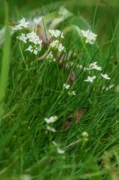 Galium sterneri