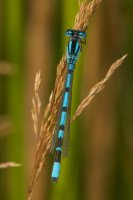 Male Common Blue Damselfly, Enallagma cyathigerum (Charpentier)