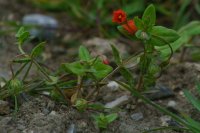 Anagallis arvensis