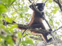 Geoffroy's spider monkey Ateles geoffroyi 