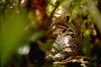 Ocelot