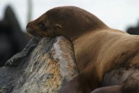 Galapagos sea lion