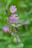 Hummingbird Hawk-moth