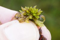 Sphagnum denticulatum