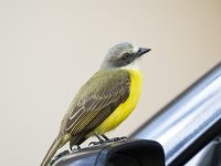 grey-capped flycatcher Myiozetetes granadensis 