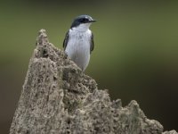 mangrove swallow Tachycineta albilinea 