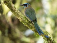 Lesson's motmot (blue-diademed motmot) Momotus lessonii 