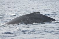 Humpback whale 