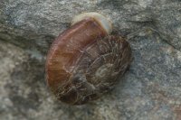 Stonecutter Snail Helix lapicida.