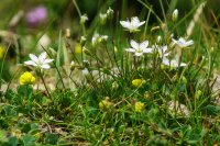 Minuartia verna