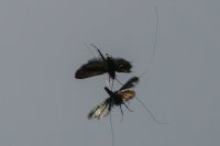 longhorn moths in flight