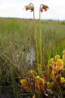 Sarracenia sp.