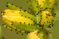 Hairy St John's-wort Hypericum hirsutum