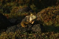 Land iguana