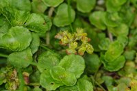 Opposite-leaved Golden-saxifrage Chrysosplenium oppositifolium