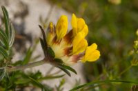 Kidney Vetch