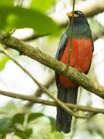 slaty-tailed trogon Trogon massena 