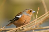 Male Chaffinch
