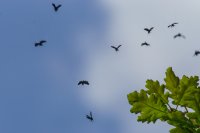 longhorn moths dancing over oak