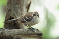 Galapagos mockingbird