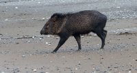 collared peccary Dicotyles tajacu 