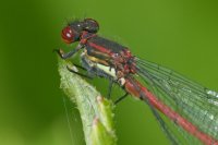 Large Red Damselfly Pyrrhosoma nymphula