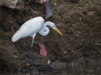 great egret Ardea alba 