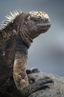 Marine Iguana