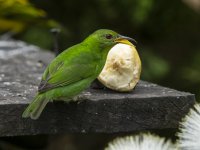 female green honeycreeper Chlorophanes spiza 