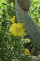 Cactus in flower