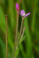 Marsh Willowherb Epilpobium palustre