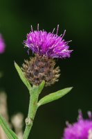 Black Knapweed Centaurea nigra