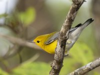 prothonotary warbler Protonotaria citrea 