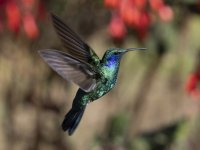 lesser violetear (mountain violet-ear) Colibri cyanotus cabanidis 