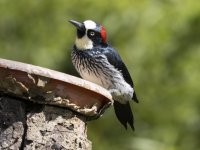 acorn woodpecker Melanerpes formicivorus 