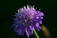 Small scabious (Scabiosa columbaria)